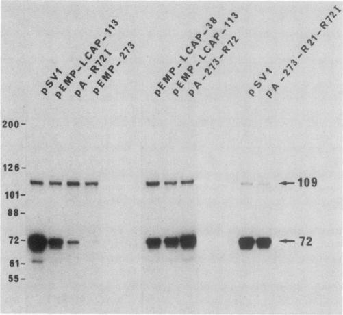https://cdn.ncbi.nlm.nih.gov/pmc/blobs/ca81/367725/01fec82fcada/molcellb00090-0036-a.jpg