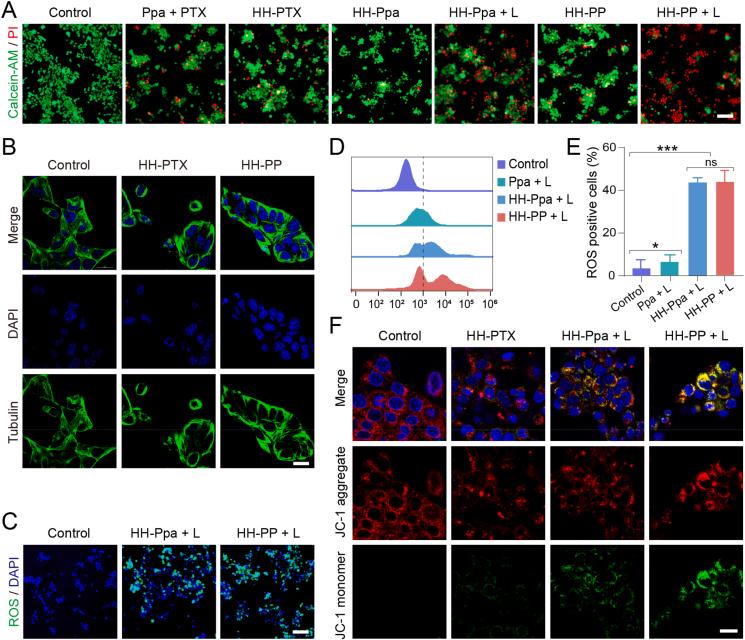 https://cdn.ncbi.nlm.nih.gov/pmc/blobs/ca82/12145006/af7ee2275bab/gr3.jpg
