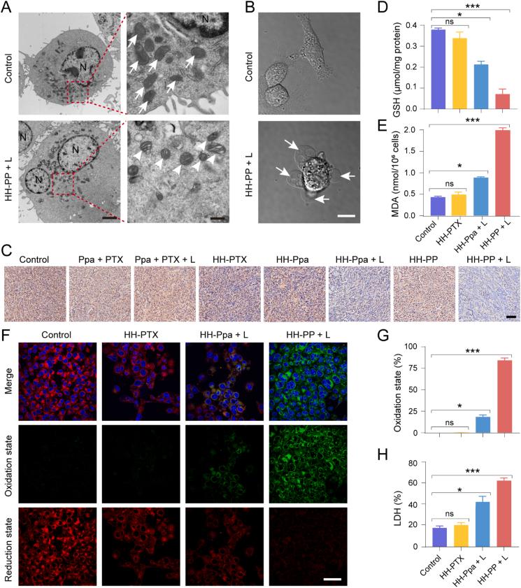https://cdn.ncbi.nlm.nih.gov/pmc/blobs/ca82/12145006/d9b02b022d8d/gr4.jpg