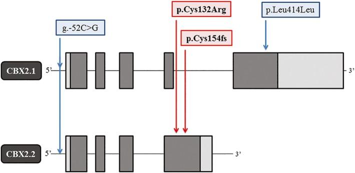 https://cdn.ncbi.nlm.nih.gov/pmc/blobs/ca8a/6160712/617fd12db3c5/MGG3-6-785-g001.jpg