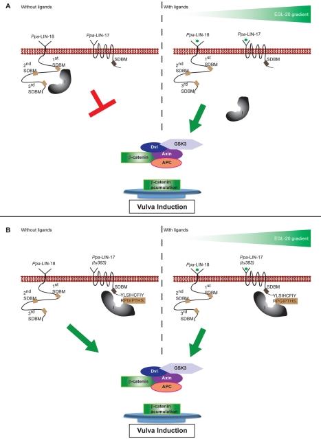 https://cdn.ncbi.nlm.nih.gov/pmc/blobs/ca8d/3144188/8b7f2813033f/pbio.1001110.g007.jpg