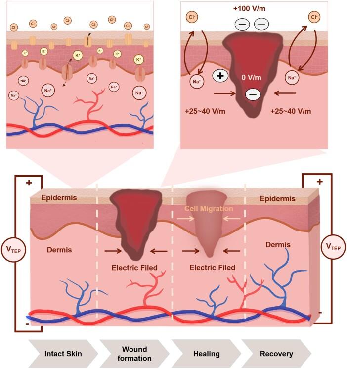 https://cdn.ncbi.nlm.nih.gov/pmc/blobs/ca8e/11703555/6a8402537a2a/rbae127f4.jpg