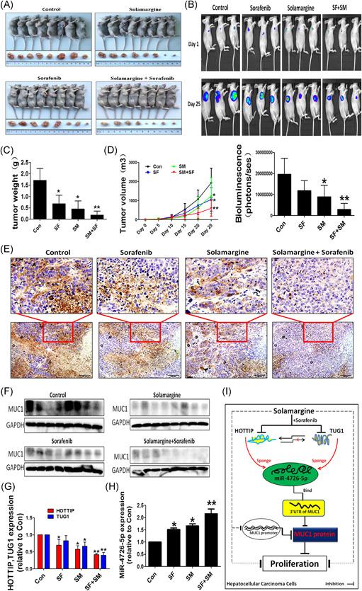 https://cdn.ncbi.nlm.nih.gov/pmc/blobs/ca8e/9302658/8b812aea94d6/MC-61-417-g003.jpg