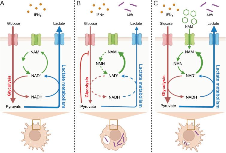 https://cdn.ncbi.nlm.nih.gov/pmc/blobs/ca91/10482943/42c6f72ebd75/41467_2023_40545_Fig7_HTML.jpg
