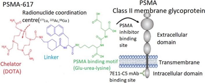 https://cdn.ncbi.nlm.nih.gov/pmc/blobs/ca94/11344754/761cd4f399bc/41181_2024_295_Fig2_HTML.jpg