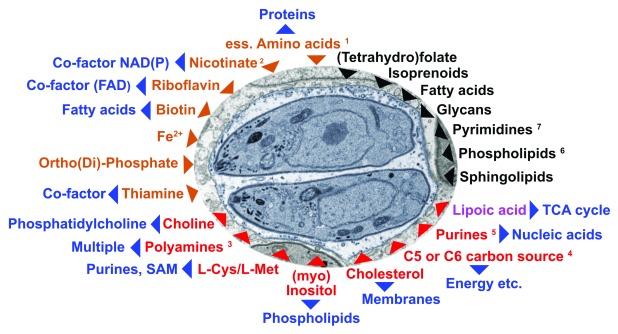 https://cdn.ncbi.nlm.nih.gov/pmc/blobs/ca94/6208699/2a7134a9ea42/f1000research-7-17498-g0001.jpg