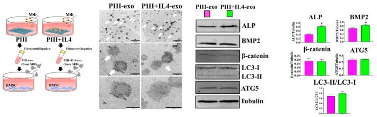 https://cdn.ncbi.nlm.nih.gov/pmc/blobs/ca95/12194544/55f0f435d84f/jfb-16-00217-g005.jpg