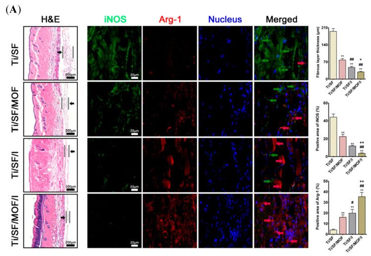 https://cdn.ncbi.nlm.nih.gov/pmc/blobs/ca95/12194544/81b05b0d1860/jfb-16-00217-g009a.jpg