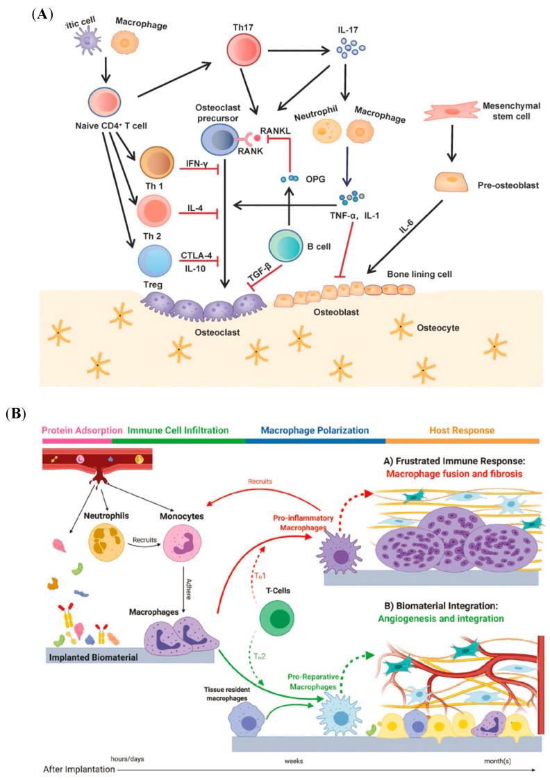 https://cdn.ncbi.nlm.nih.gov/pmc/blobs/ca95/12194544/bf59d7522e13/jfb-16-00217-g001.jpg