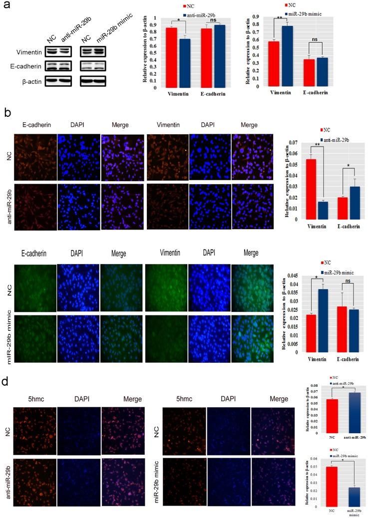 https://cdn.ncbi.nlm.nih.gov/pmc/blobs/ca9a/5731940/c61a2e670ec8/oncotarget-08-102119-g003.jpg