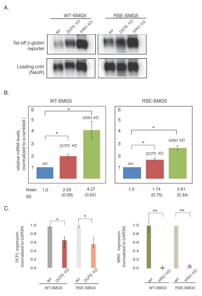 https://cdn.ncbi.nlm.nih.gov/pmc/blobs/ca9d/5580461/1222897c0fca/viruses-09-00204-g003.jpg
