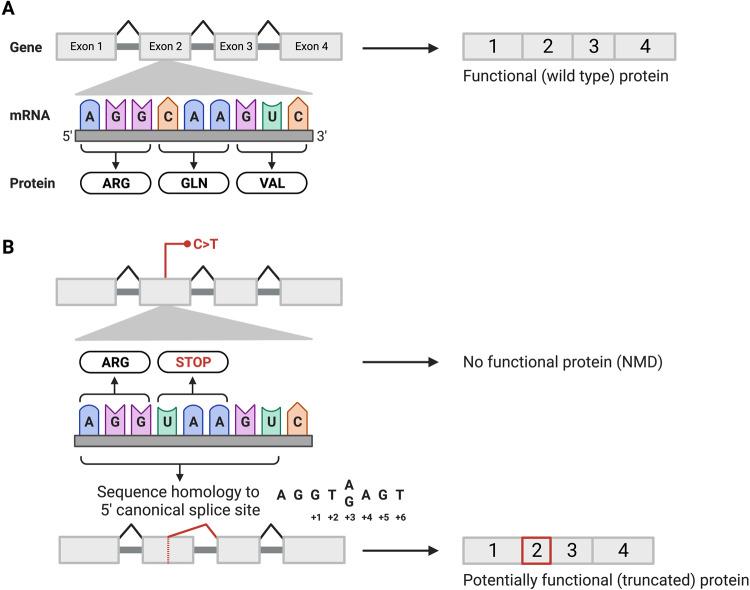 https://cdn.ncbi.nlm.nih.gov/pmc/blobs/ca9f/10853237/1effb538a8c3/41431_2023_1495_Fig1_HTML.jpg