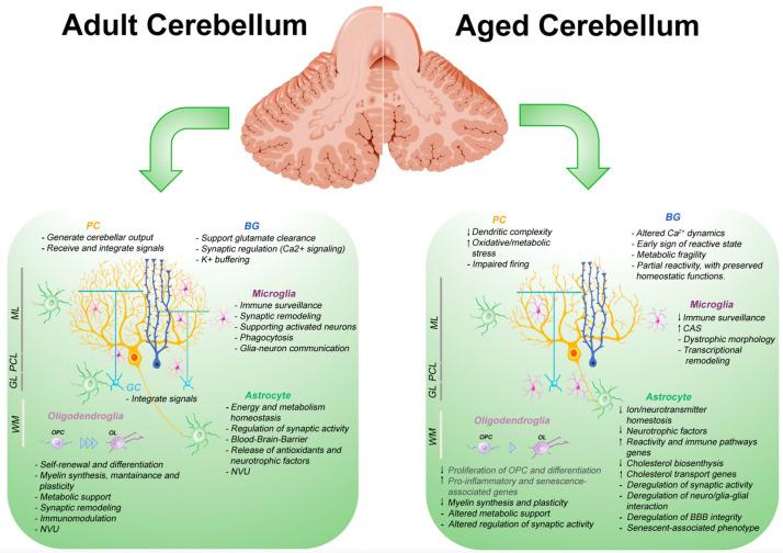 https://cdn.ncbi.nlm.nih.gov/pmc/blobs/caa2/12347086/bc2e65f2e872/ijms-26-07553-g002.jpg