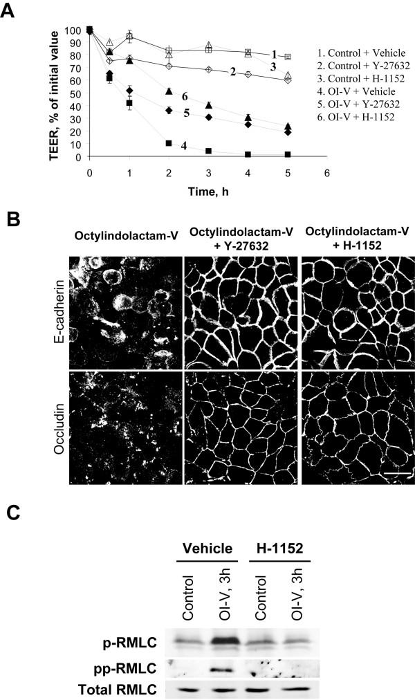https://cdn.ncbi.nlm.nih.gov/pmc/blobs/caa2/2685374/330853a1f05b/1471-2121-10-36-7.jpg