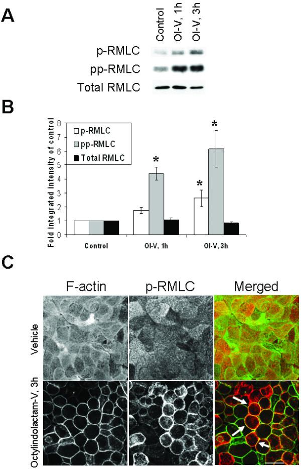 https://cdn.ncbi.nlm.nih.gov/pmc/blobs/caa2/2685374/5785a278b7eb/1471-2121-10-36-5.jpg