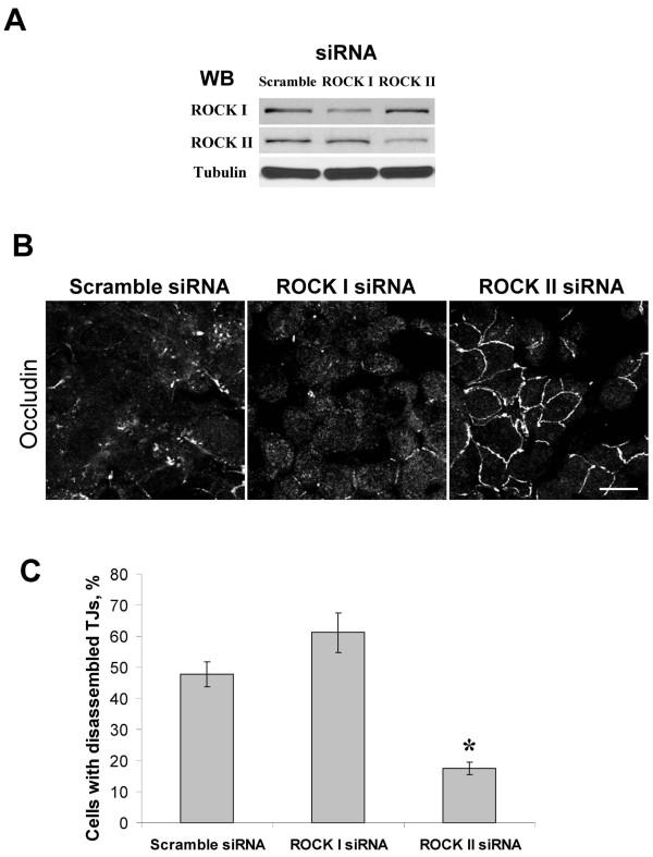 https://cdn.ncbi.nlm.nih.gov/pmc/blobs/caa2/2685374/f88ad29c3f14/1471-2121-10-36-8.jpg