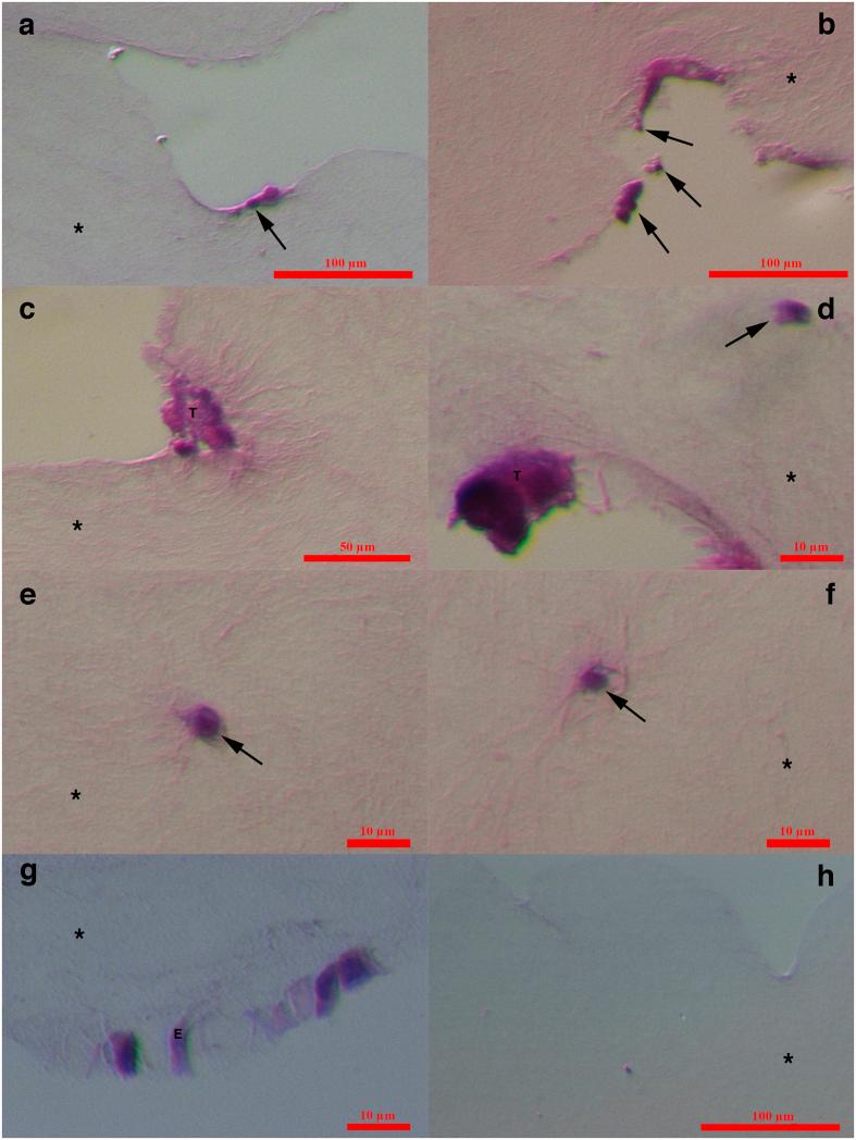 https://cdn.ncbi.nlm.nih.gov/pmc/blobs/caa4/5050448/b41be5ac3274/srep34730-f9.jpg