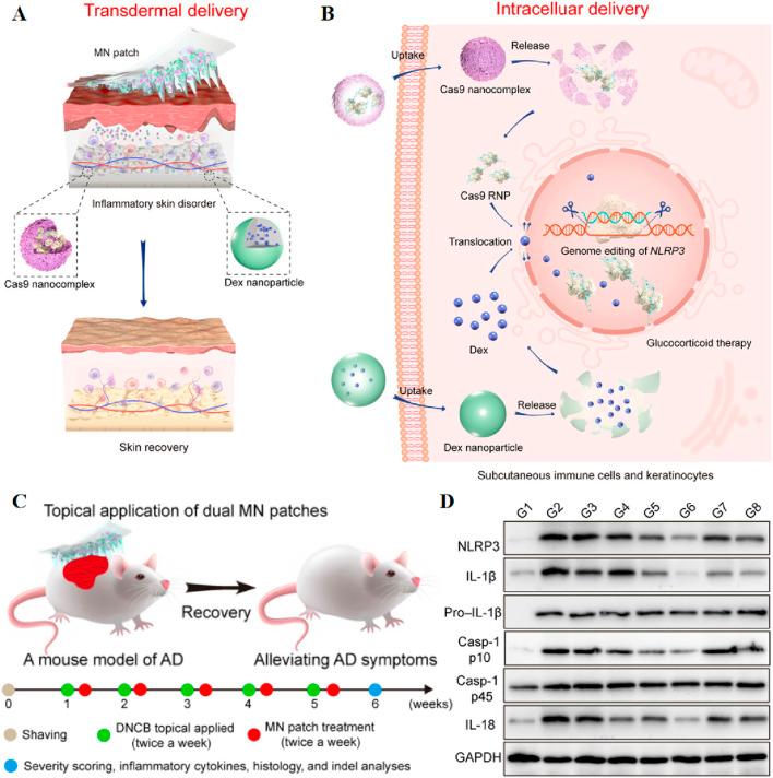 https://cdn.ncbi.nlm.nih.gov/pmc/blobs/caa7/11775749/1fa3ec707009/fbioe-12-1519557-g005.jpg