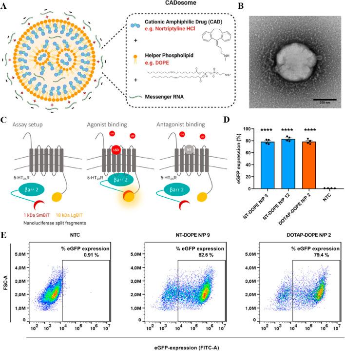https://cdn.ncbi.nlm.nih.gov/pmc/blobs/caa7/11775749/29122c3f4e6f/fbioe-12-1519557-g003.jpg