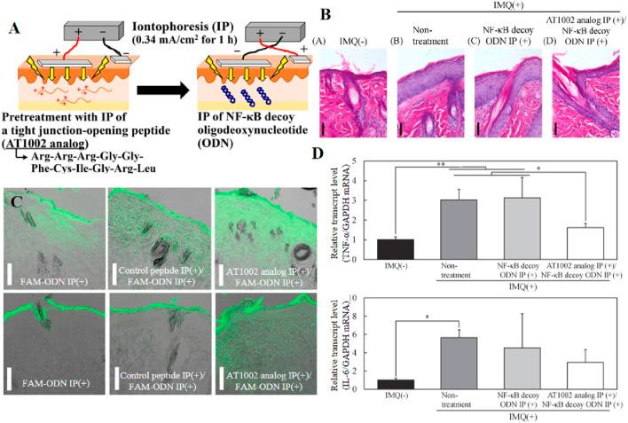 https://cdn.ncbi.nlm.nih.gov/pmc/blobs/caa7/11775749/56cf1a800630/fbioe-12-1519557-g008.jpg
