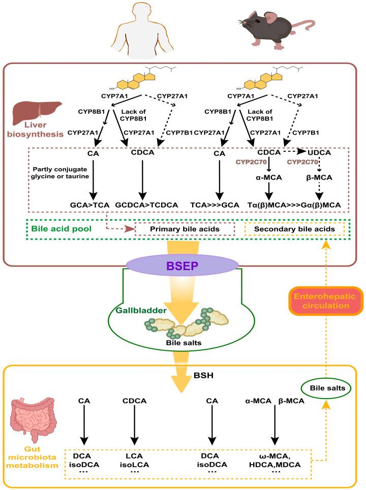 https://cdn.ncbi.nlm.nih.gov/pmc/blobs/caa7/11990178/2a2cb65fc76c/nutrients-17-01174-g002.jpg