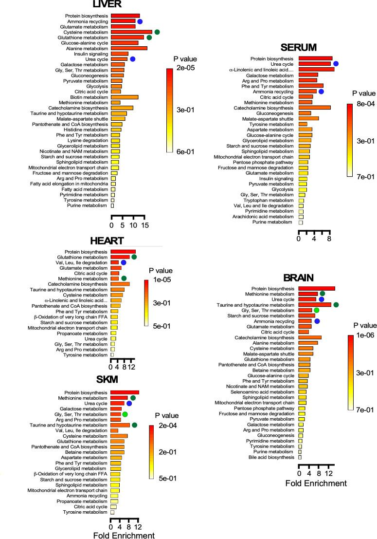 https://cdn.ncbi.nlm.nih.gov/pmc/blobs/caa8/8099423/0995d69b2535/elife-62952-fig5.jpg