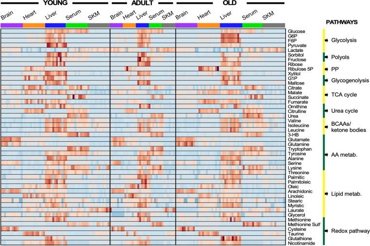 https://cdn.ncbi.nlm.nih.gov/pmc/blobs/caa8/8099423/d2c5ffa5eb06/elife-62952-fig3-figsupp1.jpg
