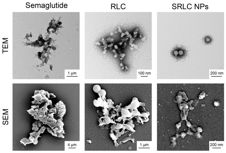 https://cdn.ncbi.nlm.nih.gov/pmc/blobs/caa9/12030043/73eb19c83186/pharmaceutics-17-00480-g005.jpg