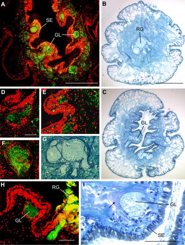 https://cdn.ncbi.nlm.nih.gov/pmc/blobs/caaa/1526719/905ffe349fc7/1742-9994-3-6-2.jpg