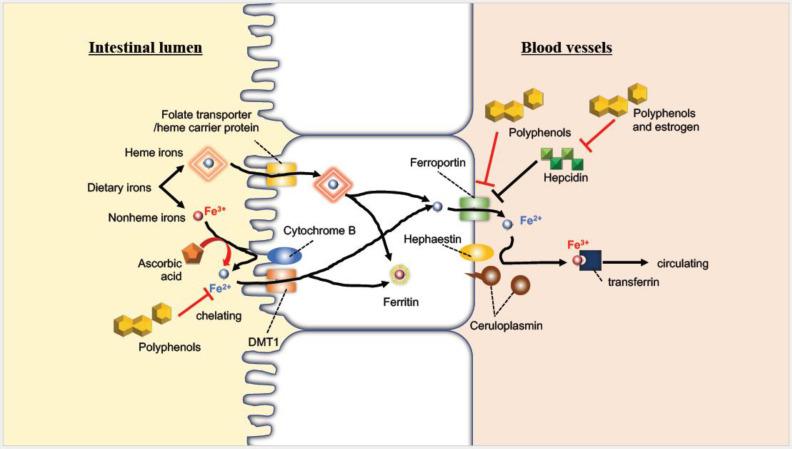 https://cdn.ncbi.nlm.nih.gov/pmc/blobs/caad/9457891/58adedaa3510/molecules-27-05451-g002.jpg