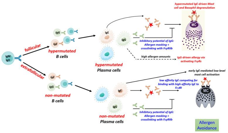https://cdn.ncbi.nlm.nih.gov/pmc/blobs/cab3/10740584/3a0bdcbf7ed4/biology-12-01501-g002.jpg