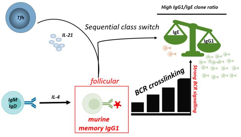 https://cdn.ncbi.nlm.nih.gov/pmc/blobs/cab3/10740584/cceeec4a6b67/biology-12-01501-g003.jpg