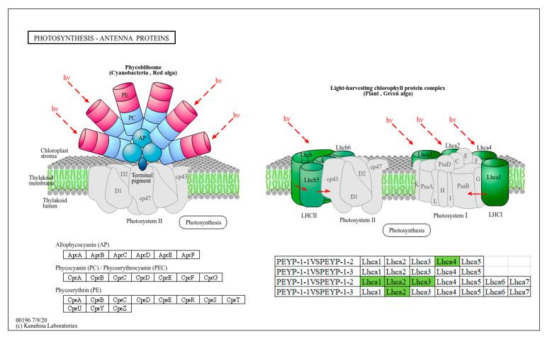https://cdn.ncbi.nlm.nih.gov/pmc/blobs/cab5/12109773/ddacf3cd90ff/cimb-47-00313-g007.jpg
