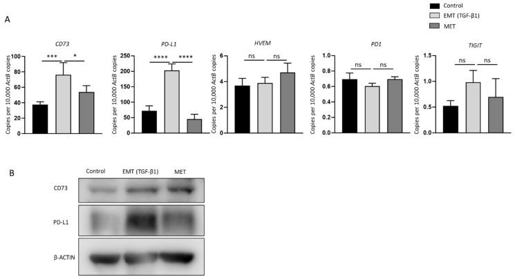 https://cdn.ncbi.nlm.nih.gov/pmc/blobs/cab5/8836068/7a29ecbfc268/ijms-23-01565-g006.jpg
