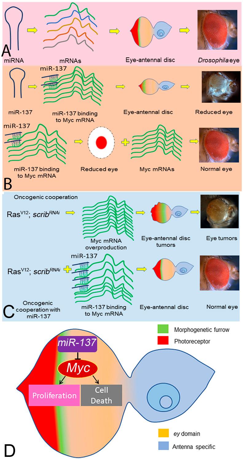 https://cdn.ncbi.nlm.nih.gov/pmc/blobs/cab6/12338917/9fbbf246bb65/develop-152-204373-g9.jpg