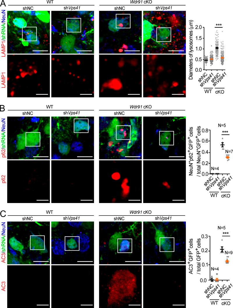 https://cdn.ncbi.nlm.nih.gov/pmc/blobs/cab6/8150682/0ca2d38ea226/JCB_202007061_Fig7.jpg