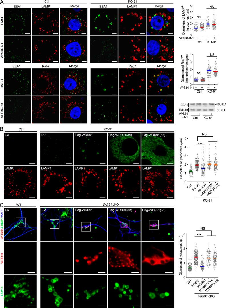 https://cdn.ncbi.nlm.nih.gov/pmc/blobs/cab6/8150682/0db38cec4859/JCB_202007061_Fig4.jpg