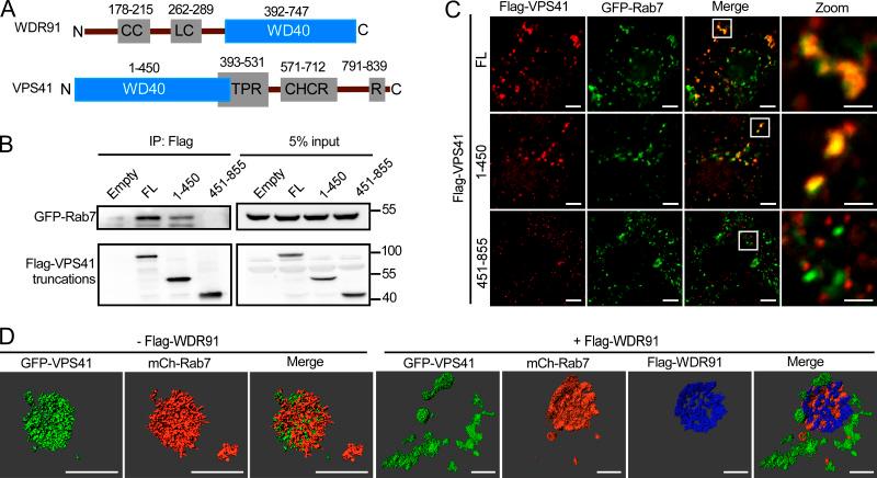 https://cdn.ncbi.nlm.nih.gov/pmc/blobs/cab6/8150682/7cbf78b9e64e/JCB_202007061_FigS4.jpg