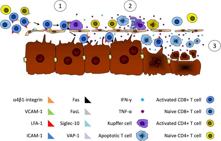 https://cdn.ncbi.nlm.nih.gov/pmc/blobs/cac5/9280269/0651307dbcd2/fimmu-13-907591-g001.jpg
