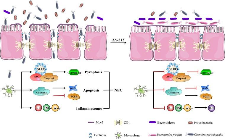 https://cdn.ncbi.nlm.nih.gov/pmc/blobs/caca/6687943/6cae2f41b68a/mSystems.00305-19-f0006.jpg