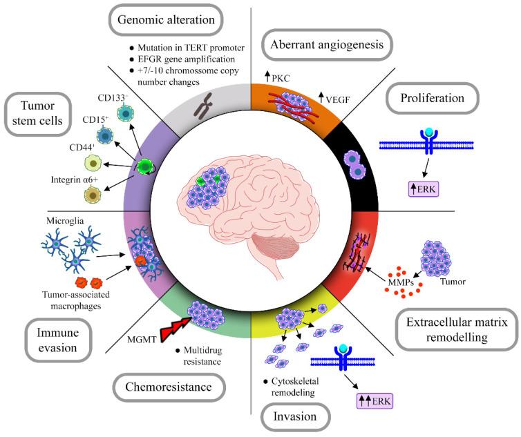 https://cdn.ncbi.nlm.nih.gov/pmc/blobs/caca/9265128/446ceff4d3cd/cancers-14-03203-g001.jpg
