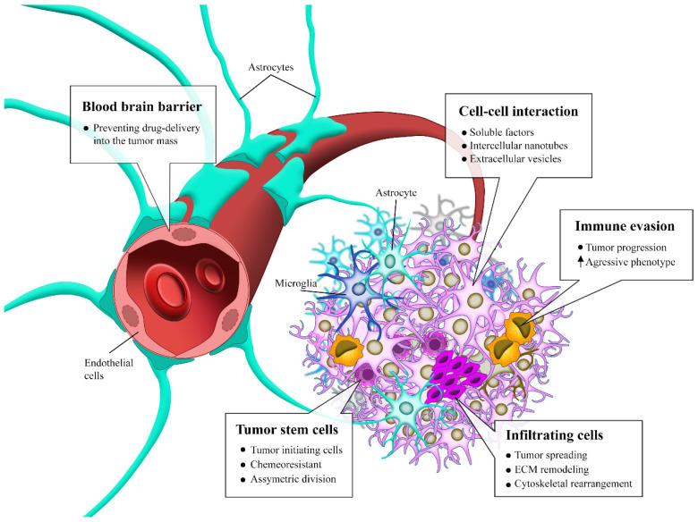 https://cdn.ncbi.nlm.nih.gov/pmc/blobs/caca/9265128/5b4ae02fa6f9/cancers-14-03203-g002.jpg