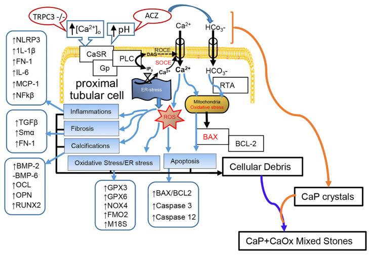 https://cdn.ncbi.nlm.nih.gov/pmc/blobs/cacc/8002449/68072e7d78b4/ijms-22-03050-sch001.jpg