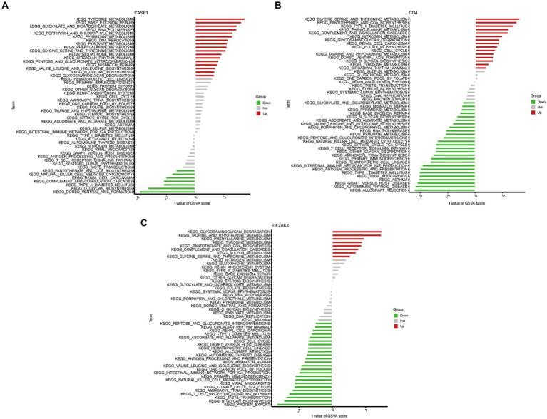 https://cdn.ncbi.nlm.nih.gov/pmc/blobs/cacd/10203236/0a965d756c23/fmicb-14-1191004-g005.jpg
