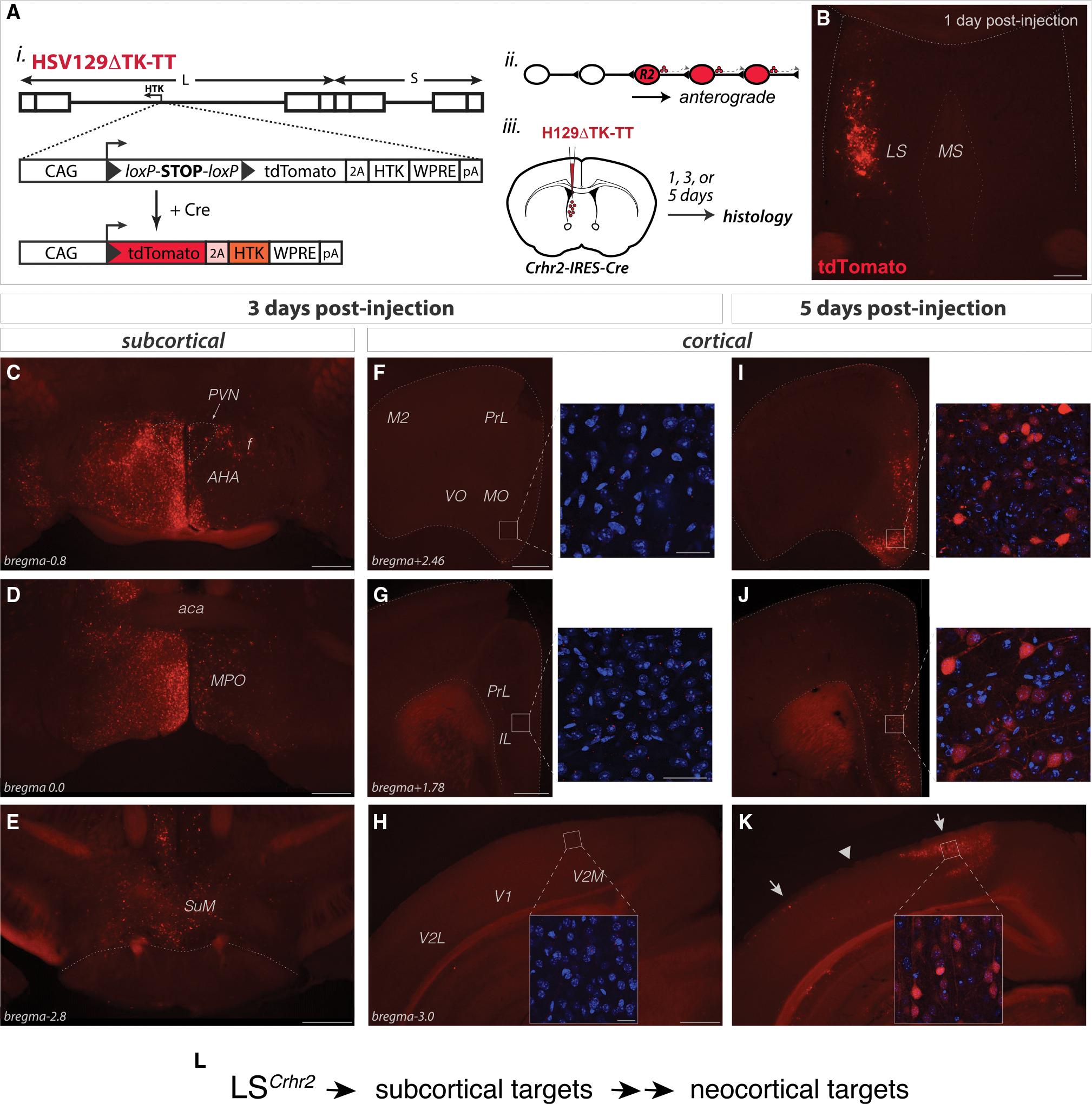 https://cdn.ncbi.nlm.nih.gov/pmc/blobs/cacf/9645245/62d70d8900da/nihms-1845182-f0006.jpg