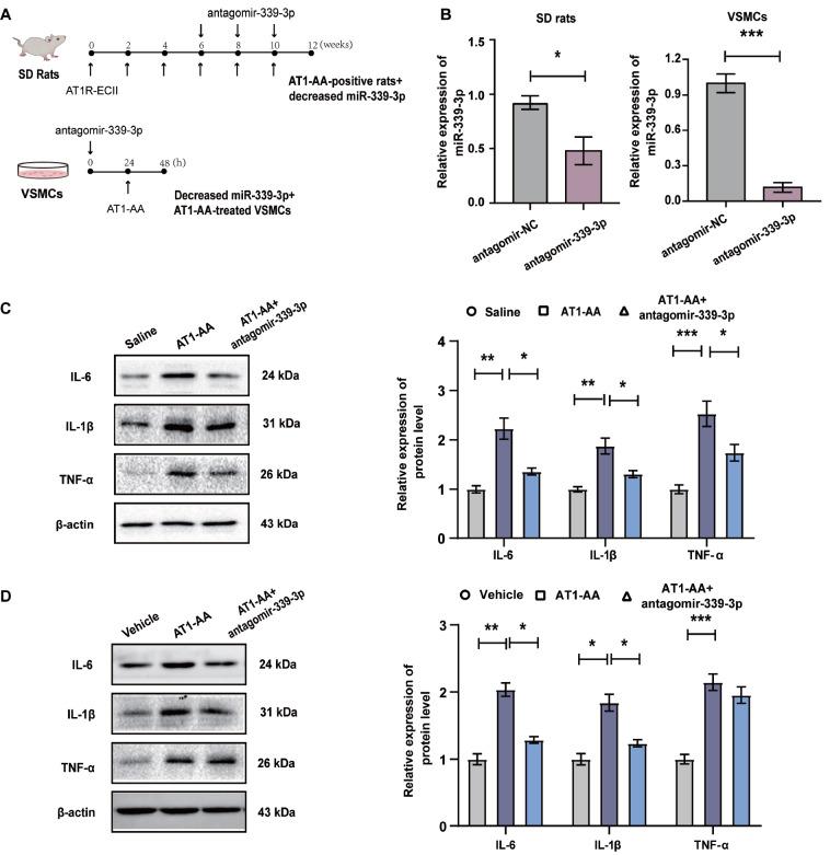 https://cdn.ncbi.nlm.nih.gov/pmc/blobs/cad0/10157516/cec00852f015/abbs-2022-279-t3.jpg