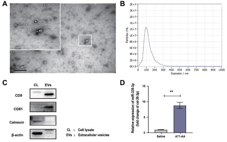 https://cdn.ncbi.nlm.nih.gov/pmc/blobs/cad0/10157516/f7d3cd5c981e/abbs-2022-279-t2.jpg