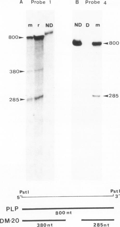 https://cdn.ncbi.nlm.nih.gov/pmc/blobs/cad2/1167385/79a69ce39c3b/emboj00176-0092-a.jpg