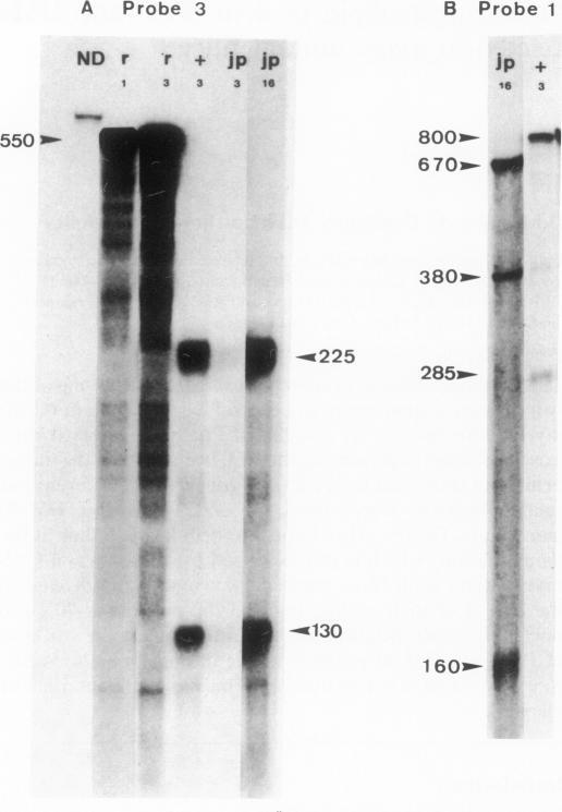 https://cdn.ncbi.nlm.nih.gov/pmc/blobs/cad2/1167385/df351e29c41a/emboj00176-0092-b.jpg