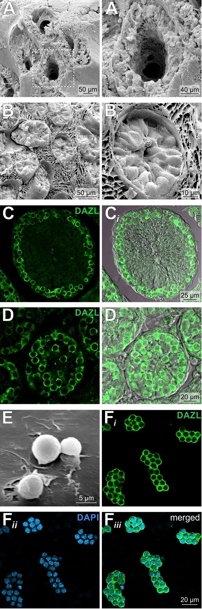 https://cdn.ncbi.nlm.nih.gov/pmc/blobs/cad8/5004339/a137ecb82a2d/JGP_201611636_Fig1.jpg